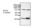 Anti HA Antibody for Western Blot Analysis