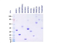 Recombinant Human Proteins