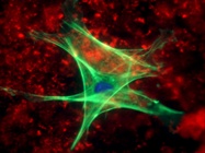  Single Cell Analysis