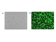  Shocking: How to Optimize Your Electroporation