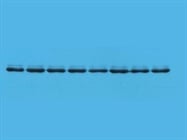 Western Blotting Positive Control