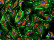  Buying Tips: Microplate Readers