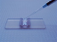  Tips for Cell Counting