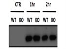 IRF3 Activation Measurement During Viral Infections
