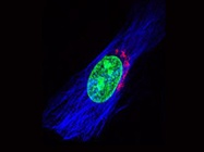  DIY Fluorescent Antibodies