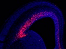 Staining of E16 Mouse Cortex with Tbr2