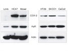 Great HuR Antibody
