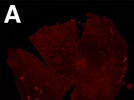 Sox2 Localization in Larval Xenopus Corneas