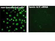  Optimize Your RNAi Experiments