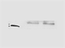 CLK4 Antibody HMEC-1 Western Blotting