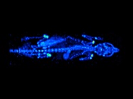  Multimodal In Vivo Imaging