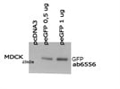 GFP Detection by WB
