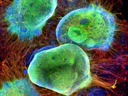  Tools for Inducible Pluripotent Stem Cell Research