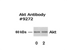Akt Detection in MDCK Cells