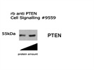 PTEN Detection by WB