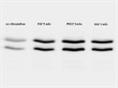Excellent Anti Phospho ERK1/2 Antibody for WB