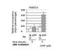 p53 Binding to PTEN Promoter