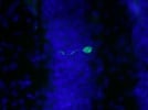 Great Cleaved Caspase 3 Antibody