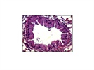 Best rIl-33 for Both in vitro and in vivo Usage