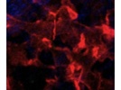 CD169 (Siglec-1) Antibody: Works Out of the Box