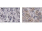 LC3B Antibody for Tissue Staining