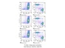 CD3, CD4, CD8 Antibodies