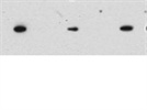 Clathrin Heavy Chain Antibody