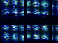  Gene Expression Analysis