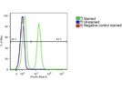 Excellent Anti HSA (CD24) Antibody With Great Fluorescence