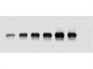 Specific P62 Antibody