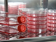  Mycoplasma Detection