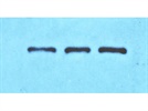 Sec8 Antibody