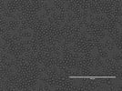 Excellent mouse IL-7 cytokine