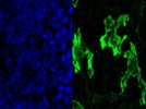 CD11c antibody works on tissue sections