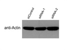 Very Good Antibody for Actin Western Blot