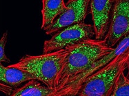  Autophagy Tools