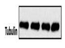learn more