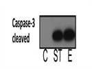 Cleaved caspase-3 Antibody for WB