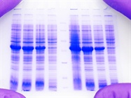  Western Blot Documentation