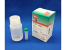 ScreenFect A Transfection Reagent