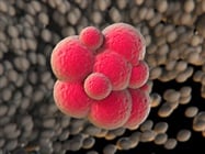  3D Cell Culture
