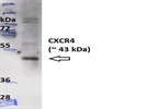 Western blotting: human CXCR4 (Fusin) MAb (Clone 12G5)