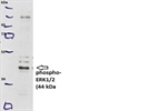 Phospho-ERK1/2 detection in HL-1 via Western blotting
