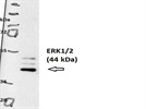Western blot via p44/42 MAPK (Erk1/2) Mouse mAb from Cell Signaling Technology