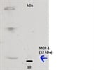 MCP-1 detection in A549 cells