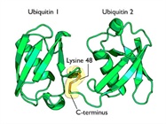  Purifying Ubiquitinated Proteins