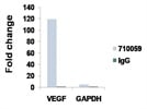 ChIP grade HIF1-Alpha