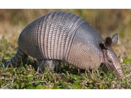  Large Animal Models