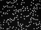 Imaging CD14 positive human monocytes in peripheral blood mononuclear cells (PBMC) using wide-field microscope