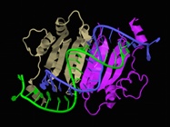  RNAi Tools